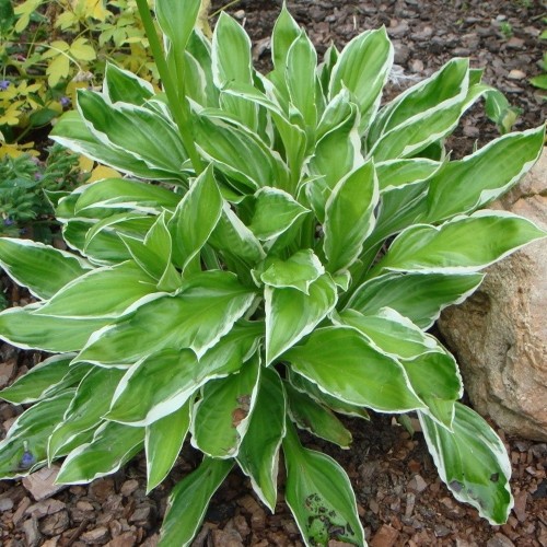 Hosta 'Paxtons Original' - Hosta 'Paxtons Original'